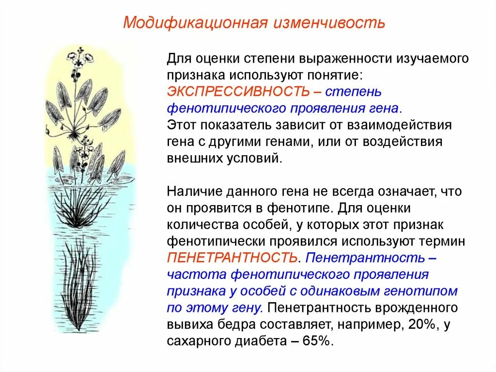 Различные фенотипы одуванчиков одного генотипа вид изменчивости. Модификационная изменчивость организмов. роль модификационной изменчивости. модификационная изменчивость определенная.