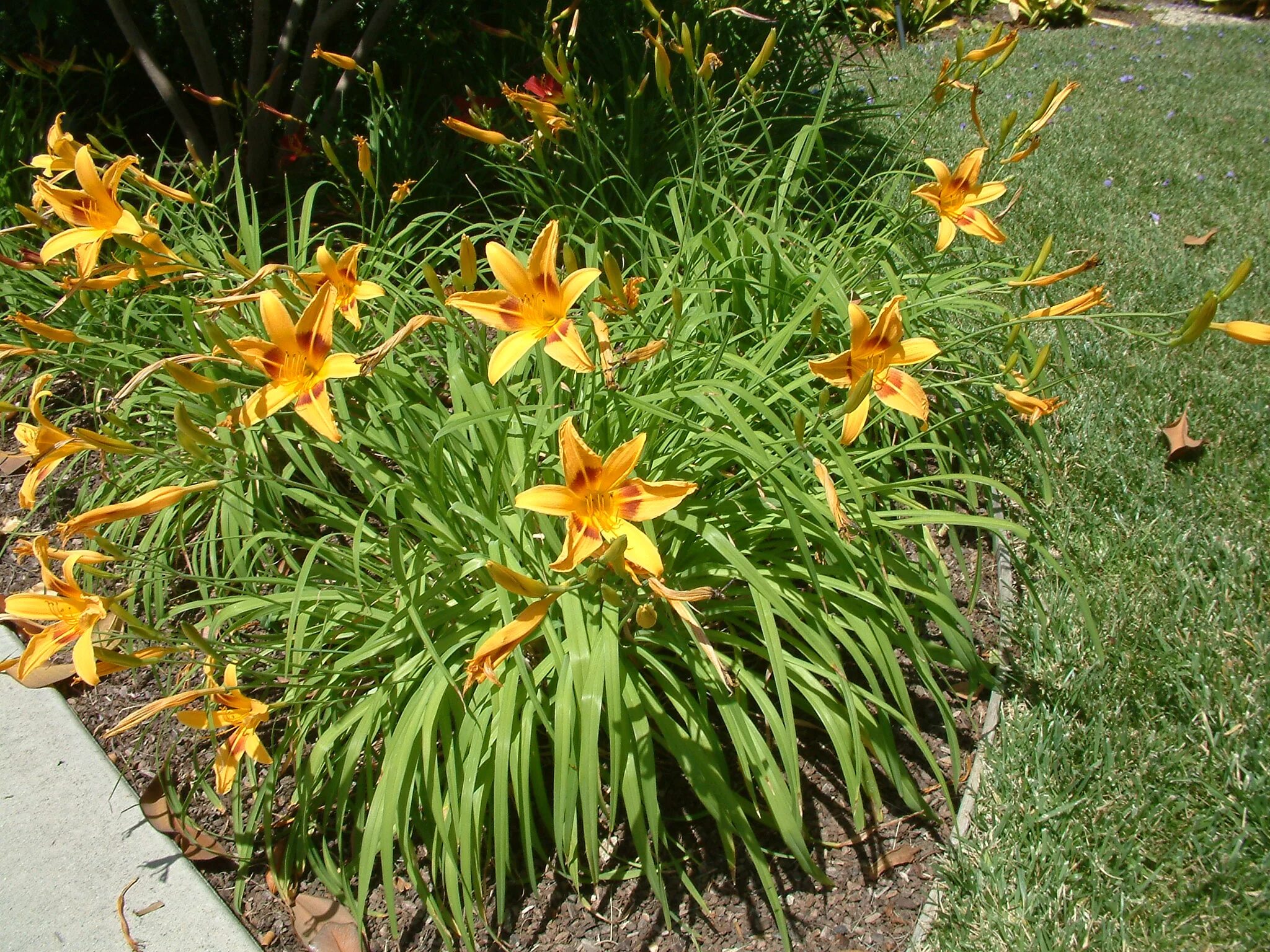 Лилейник хемерокаллис. Лилейник гибридный (Hemerocallis `Tropical Summer`). Лилейник гибридный ЭВЕРИДЕЙЛИЛИ Роуз. Лилейник гибридный (Hemerocallis `Longfields Pearl`).