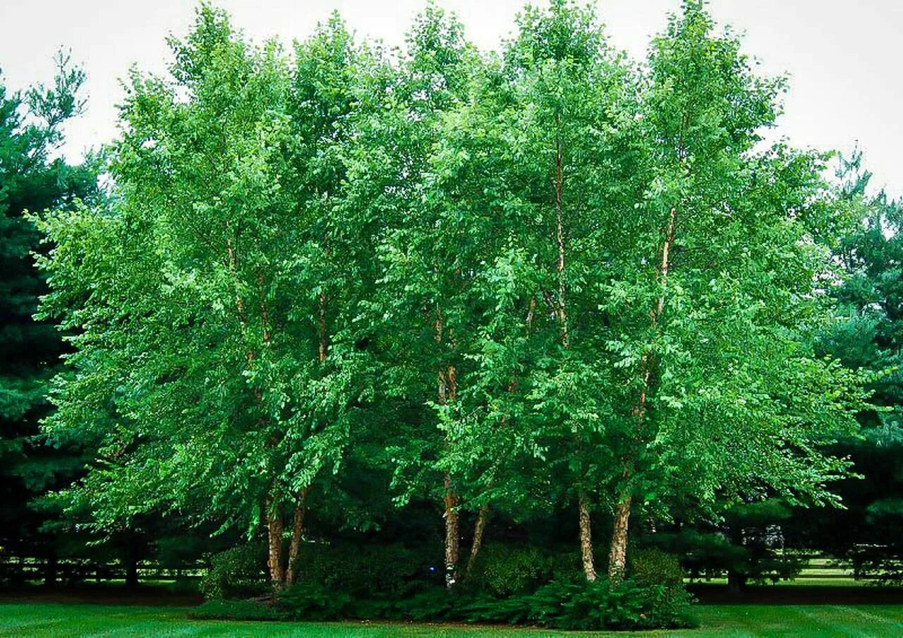 Береза черная Betula nigra. Береза Даурская (Betula dahurica). Береза повислая Лациниата. Берёза повислая Лациниата дерево. Березка приморская