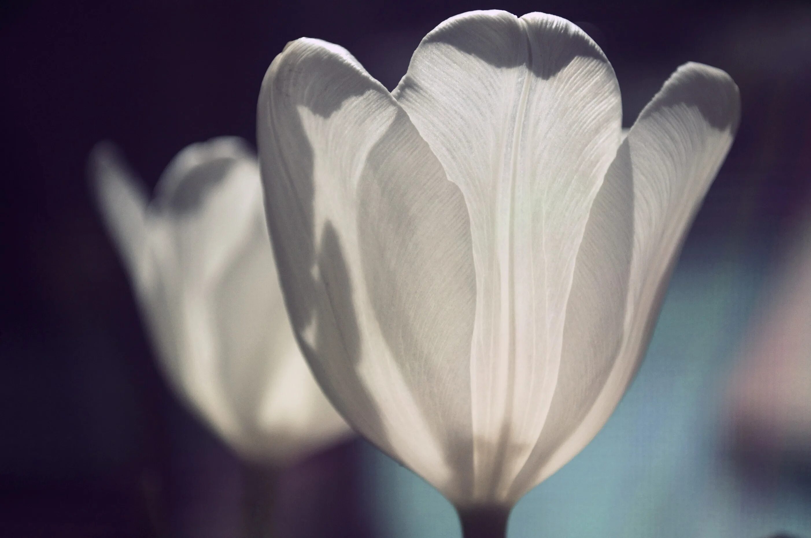 Ноги белый цветок. Белые тюльпаны. Белые лепестки. Цветы тюльпаны белые. Цветы с белыми лепестками.