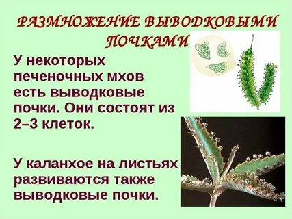 Почка размножения