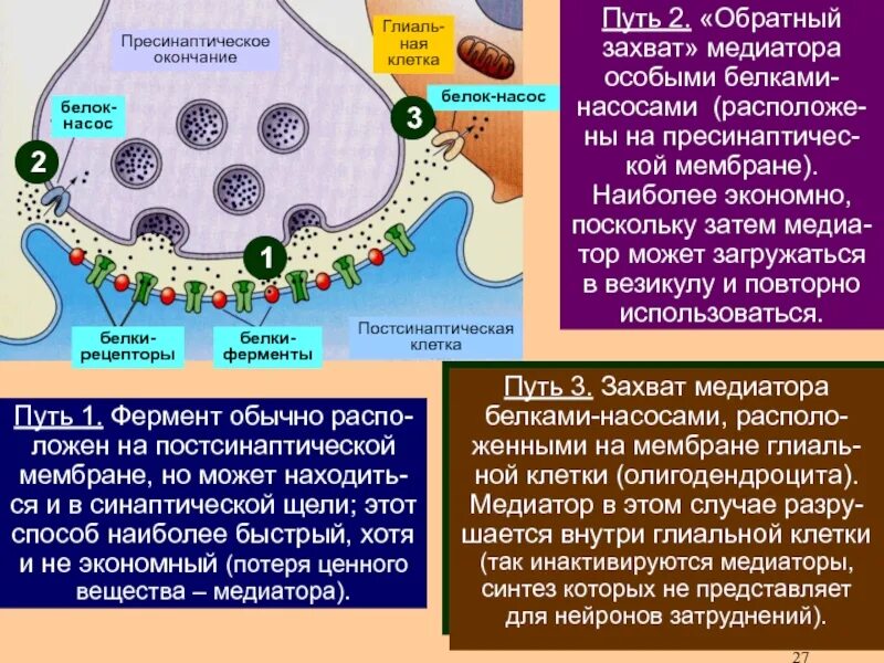 Синтез медиатора осуществляется. Обратный захват медиатора. инактивация медиатора в синапсе. обратный захват нейромедиаторов. синтез медиатора в синапсе.