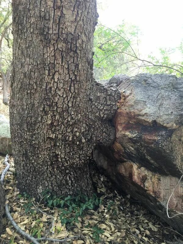 Look at that tree it fall down