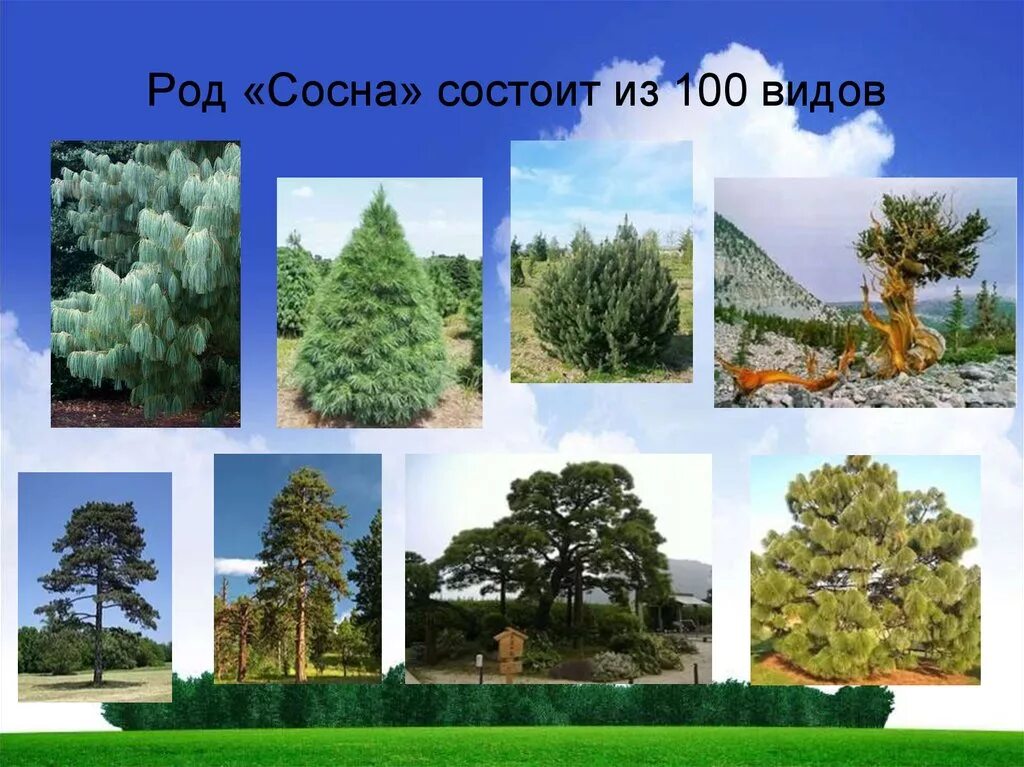 Роды хвойных. Род сосна. Род сосна виды. Классификация рода сосна-у. Род сосновые.