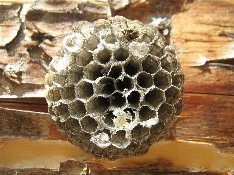 Осиное гнездо и пчелиное гнездо. Осиное гнездо закупоренные соты. Соты пчелиные. Соты в природе. Соты осы
