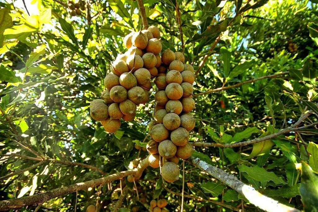 В каких странах растет макадамия. Макадамия Родина. Макадамия дерево. Мадагаскарский орех. Родина макадамского ореха.