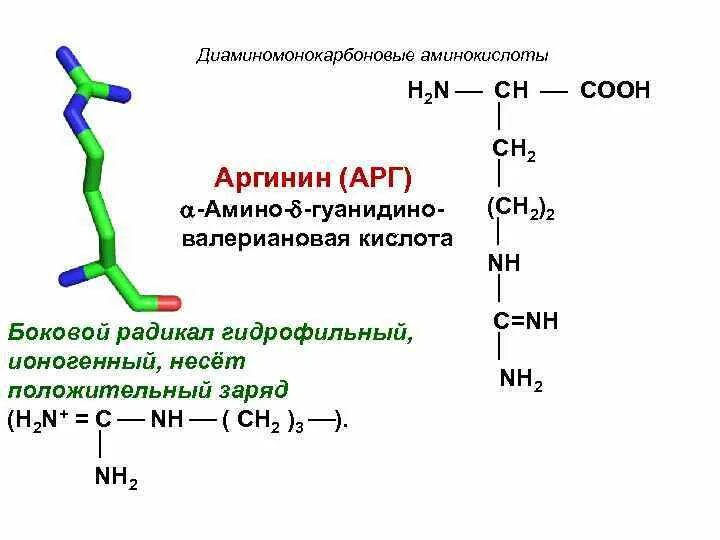 Аргинин является. Диаминомонокарбоновая аминокислота. номенклатура диаминомонокарбоновые аргинин. диаминомонокарбоновых и моноаминодикарбоновых аминокислот.. диаминодикарбоновые аминокислоты.