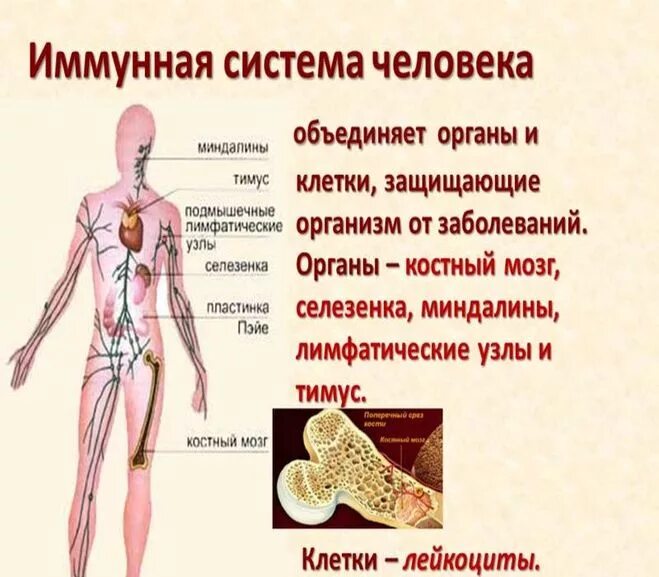 Что входит в систему организма