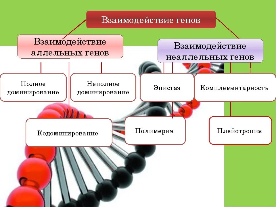 Взаимодействие аллельных генов примеры. Схема типы взаимодействия аллельных генов. механизмы взаимодействия аллельных генов. взаимодействие неаллельных генов. взаимодействие генов презентация.