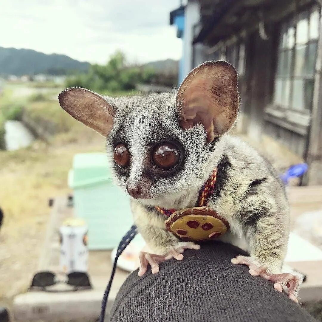 Exotic animals pets. Сенегальский галаго. Сенегальский галаго лимур. Домашний лемур галаго. Галаго Сенегальский домашний.