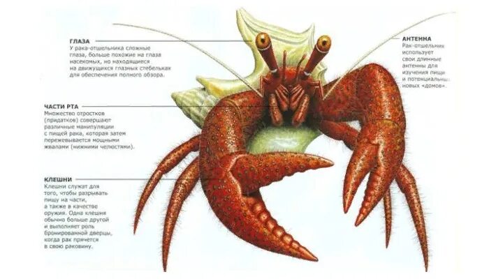 Краб биология. Краб отшельник строение. Внешнее строение краба. Краб отшельник внутреннее строение. Строение краба схема.