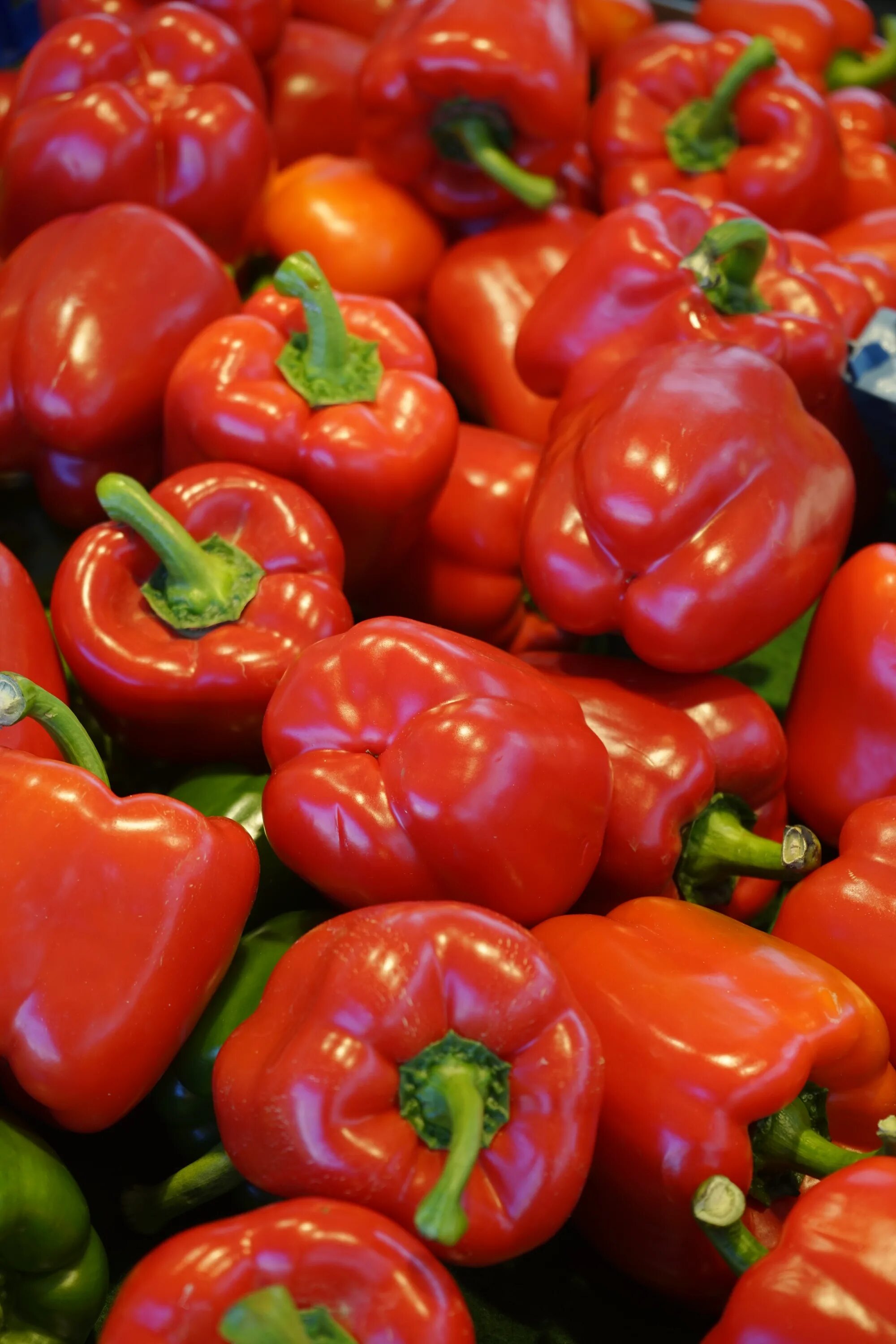 Capsicum