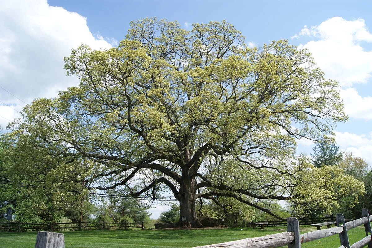 Дуб черешчатый Конкордия. Белый дуб Северной Америки. Quercus Alba. Орегонский дуб Канада. Культовые деревья