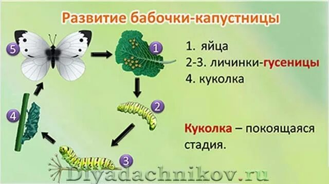 Развитие бабочки капустницы схема. Размножение бабочки капустницы. Бабочка капустница этапы развития. Цикл развития бабочки капустницы. Стадия развития капустной белянки