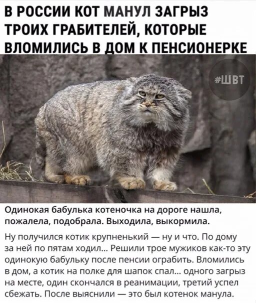 Почему кот набрасывается. Сибирский дикий кот манул. кот манул в забайкалье. манул и человек. манул размер.