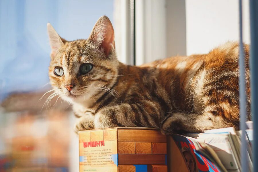 05 cat