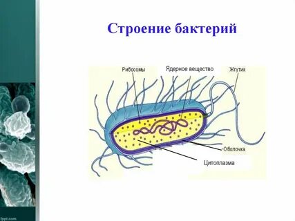 Соединения бактерий