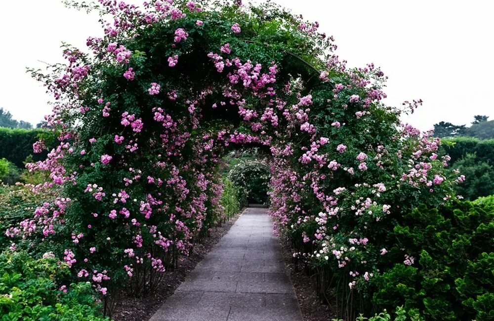 бабушка вырастила прекрасные плетистые розы