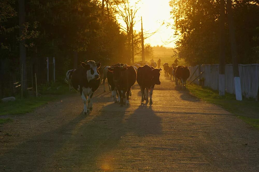Вечера в деревне текст. Коровы в деревне. Вечер в деревне летом. Корова в селе. Деревня лето вечер.