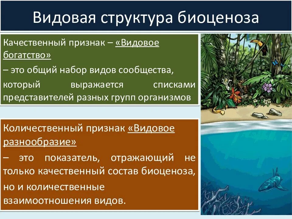Преобладающие по численности виды сообщества называются. Видовая структура биоценоза. видова я структура биоценозая. видовая структура биогеоценоза. видовая структура сообщества.