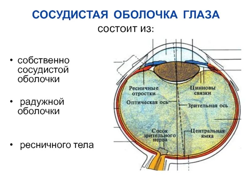 Характеристика сосудистой оболочки. Сосудистая оболочка глаза вид спереди. Сосудистая оболочка глазного яблока. Собственно сосудистая оболочка глаза строение. Слои собственно сосудистой оболочки.