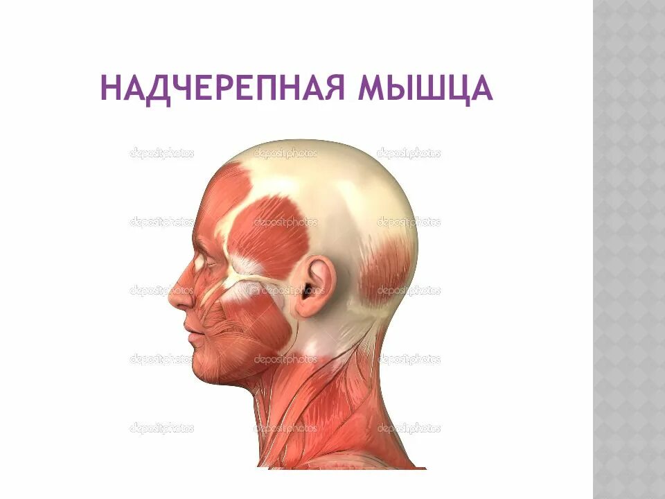 Функции надчерепных мышц. Функции надчерепных мышц