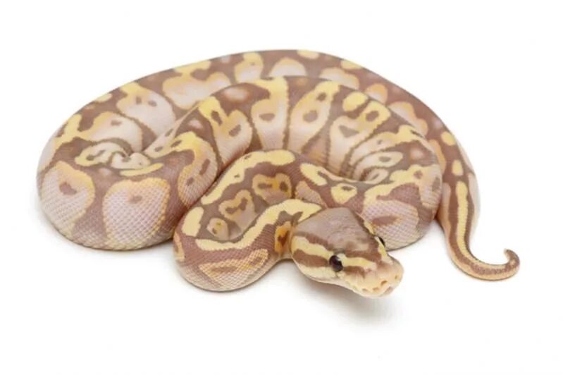 Love python