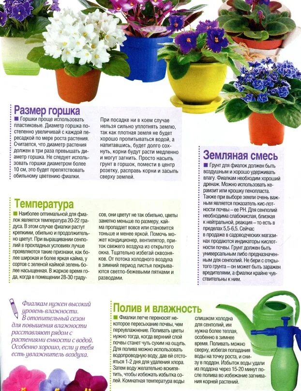 Как правильно поливать домашнюю фиалку