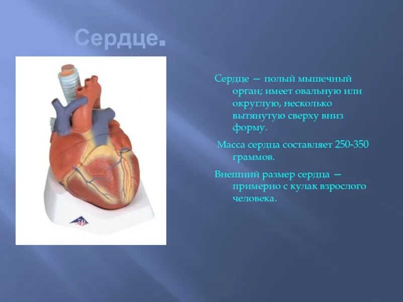 Сердце 3 класс. Сообщение о сердце. доклад про сердце. сердце человека 2 класс.