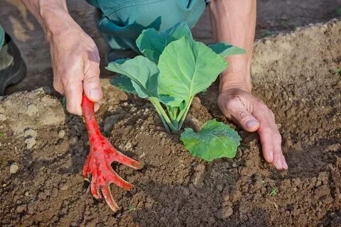 Удачные дни для посадки капусты