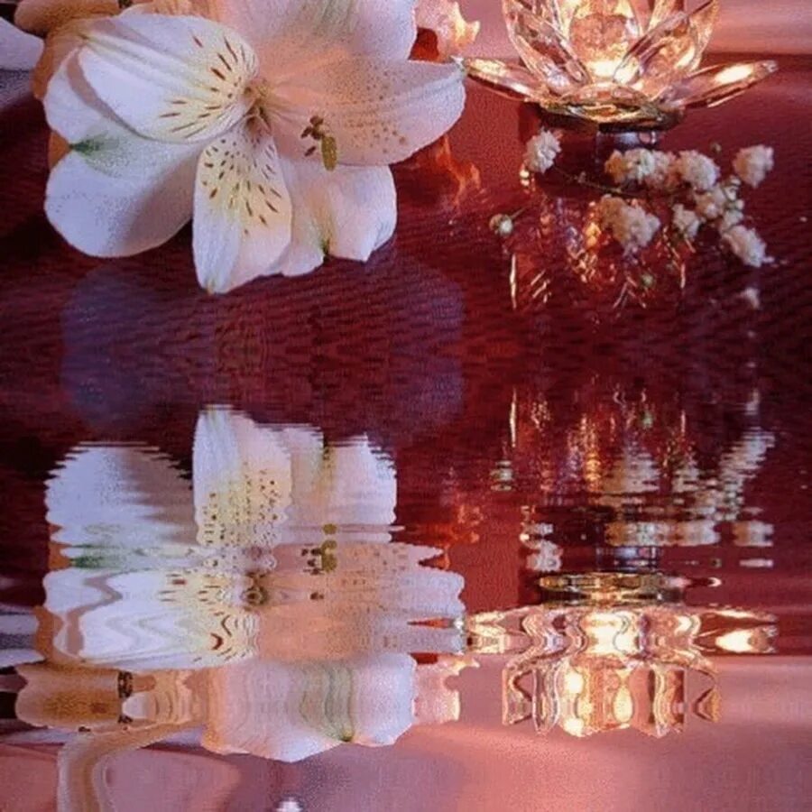 Дарите нежность и любовь. Мерцающие нежность. Нежность. Бледно розовые цветы. Нежные розы с капельками.