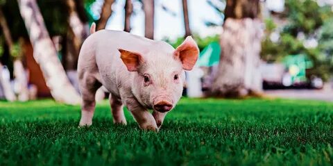 Pig calling