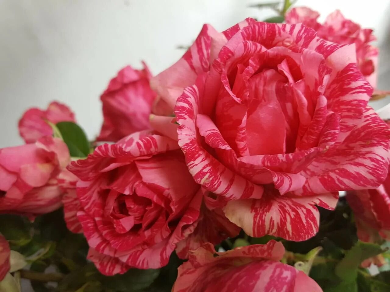 пинк интуишн. сорт розы пинк интуишн. чайно-гибридные розы пинк интуишн (pink intuition). пинк интуишн. чайно-гибридные розы пинк интуишн (pink intuition).