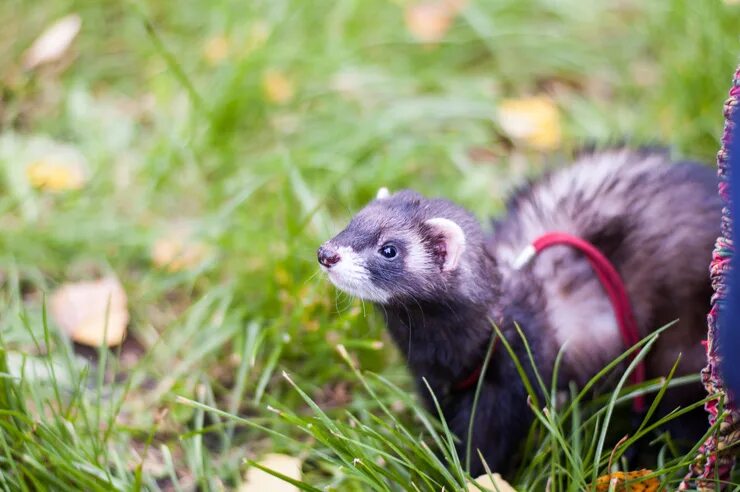 Хорёк возле градусника. День хорька 18 сентября всемирный. Хорек не трогать тарелка. В течении военных событий произошли резкие. В течение военных событий произошли резкие изменения.