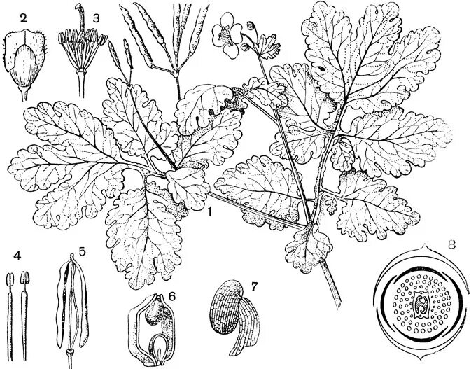 Чистотел формула цветка. Формула цветка маковых. Формула цветка маковых. Мак самосейка формула цветка. Маковые диаграмма цветка.