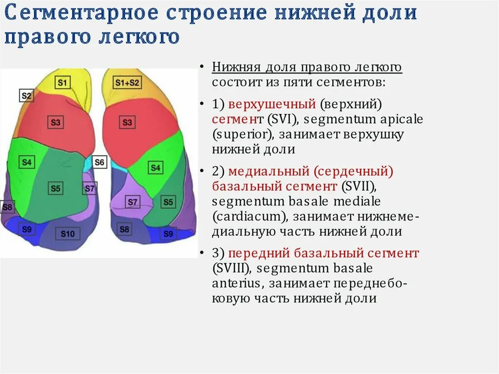 Доли правого легкого. Сегменты нижней доли легкого. Сегменты нижней доли правого легкого. Нижние сегменты легкого