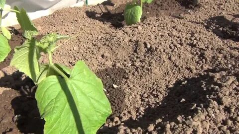 Заглублять ли рассаду огурцов