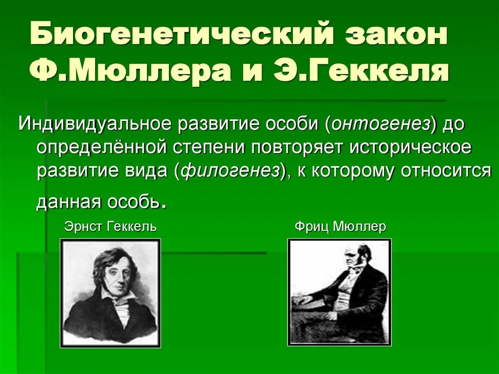 Филогенез закон. Закон Геккеля-Мюллера. Биогенетический закон 9 класс биология. Мюллер биогенетический закон. Биогенетический закон э Геккеля.