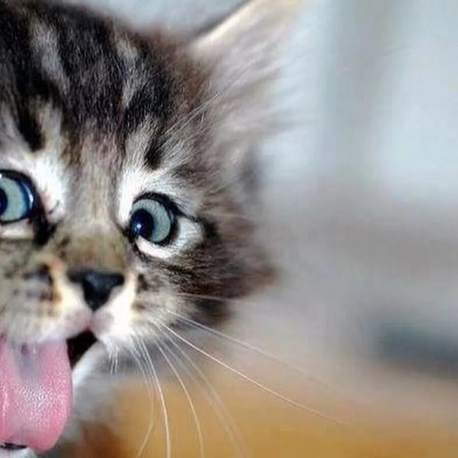 Киски показывают язык. Прикольные котята. Забавные котята. Доброе утро котенок. Котики смешные.