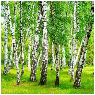 Продам березовую рощу