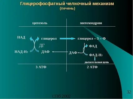 Малат биохимия
