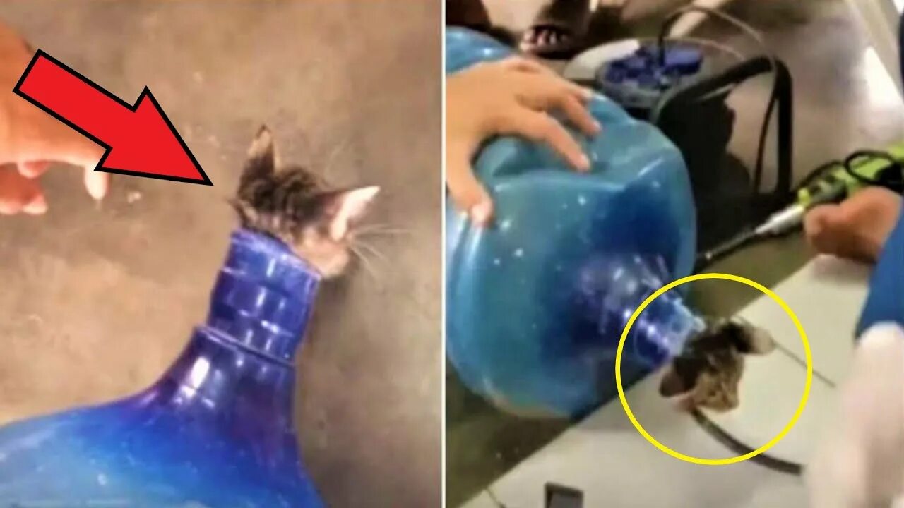 Кот застрял в банке. Котенок который обнимает бутылку. мальчик сдавливает бутылку.