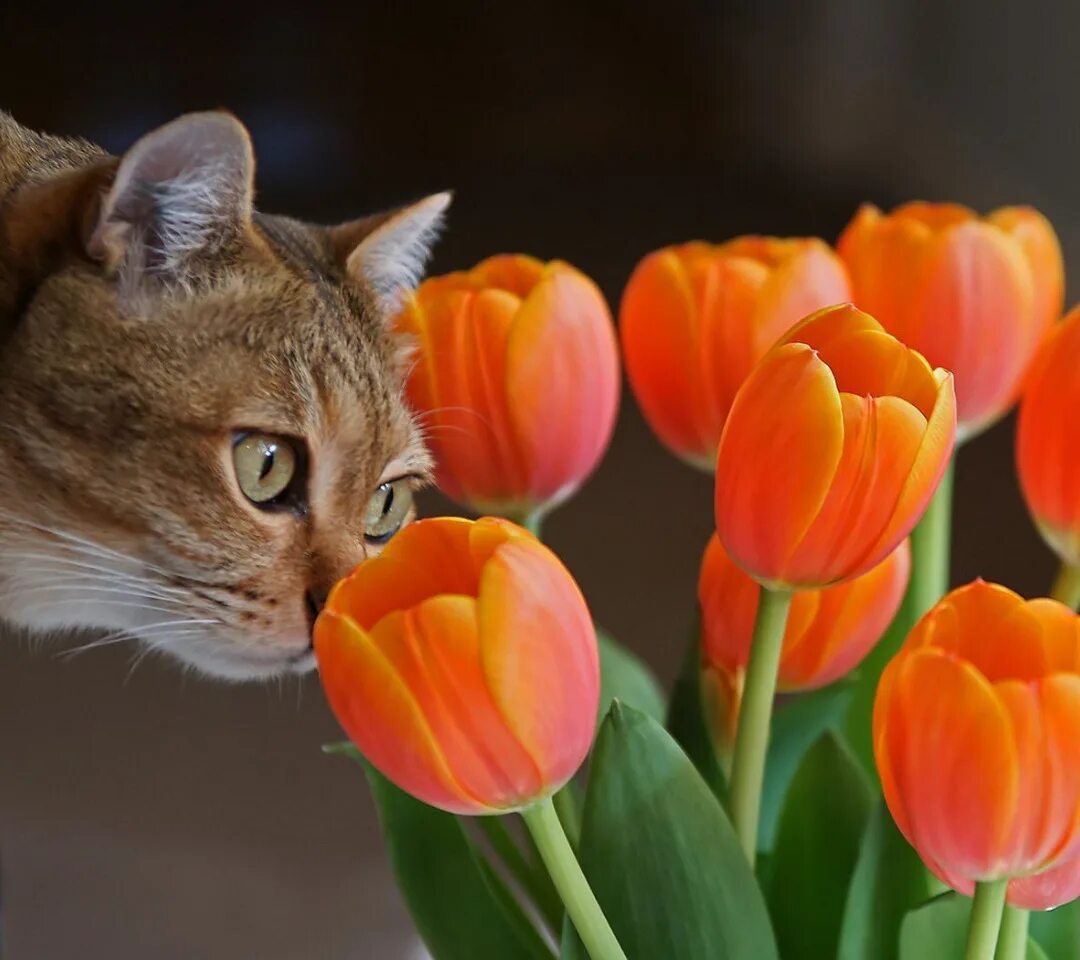 Котик с тюльпанами. Кот с тюльпанами. Котенок с тюльпанами. Кошечка с тюльпанами. Кот с цветами.