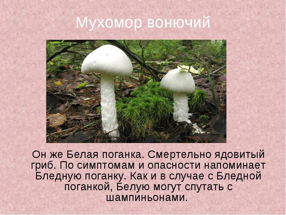 Белая поганка мухомор вонючий. Мухомор вонючий - Amanita virosa. Мухомор и бледная поганка. Бледная поганка гриб маленькая.