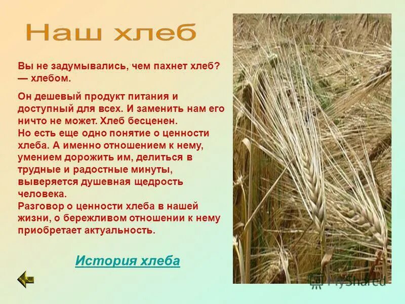 Полынью пахнет хлеб. Полынью пахнет хлеб