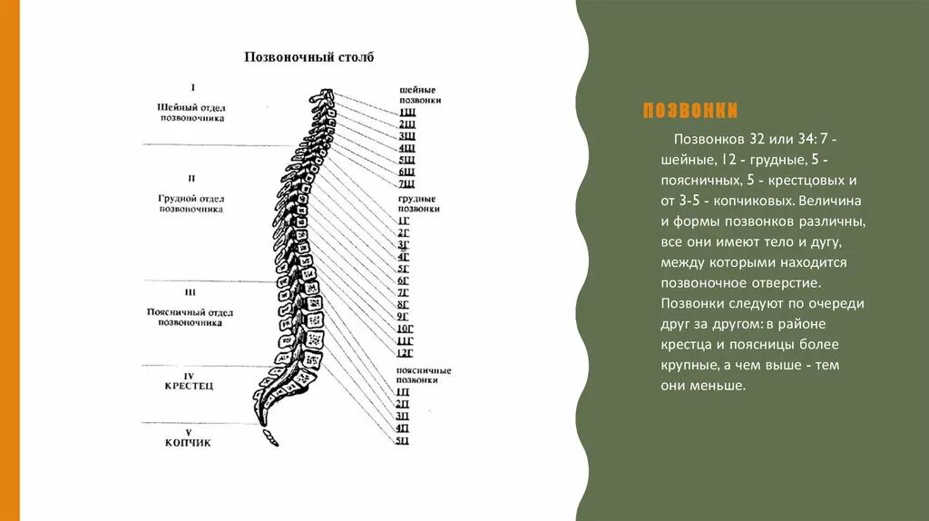 Поясница 6. Формы позвонков. Шейный грудной поясничный крестцовый копчиковый. Соответствие шейный грудной поясничный крестцовый копчиковый. 12 Шейный позвонок.