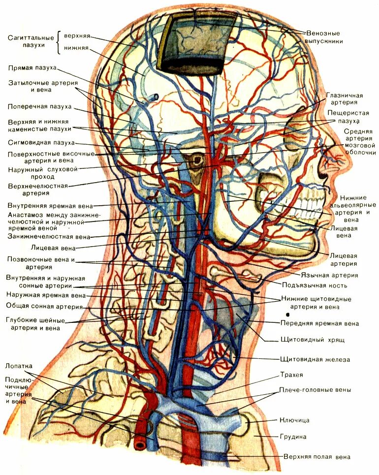 Голова головной мозг шея