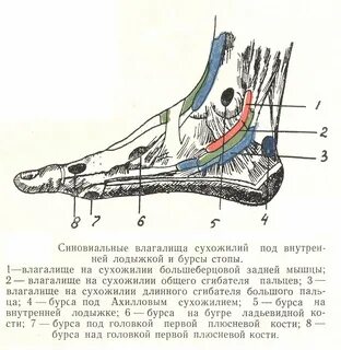 Задняя поверхность лодыжки
