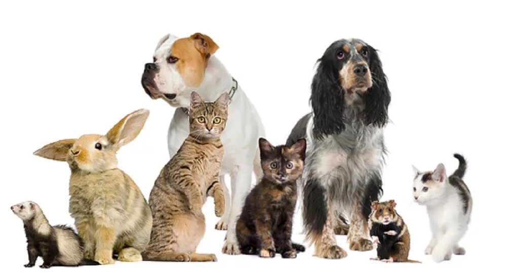 Dogs and cats and rabbits