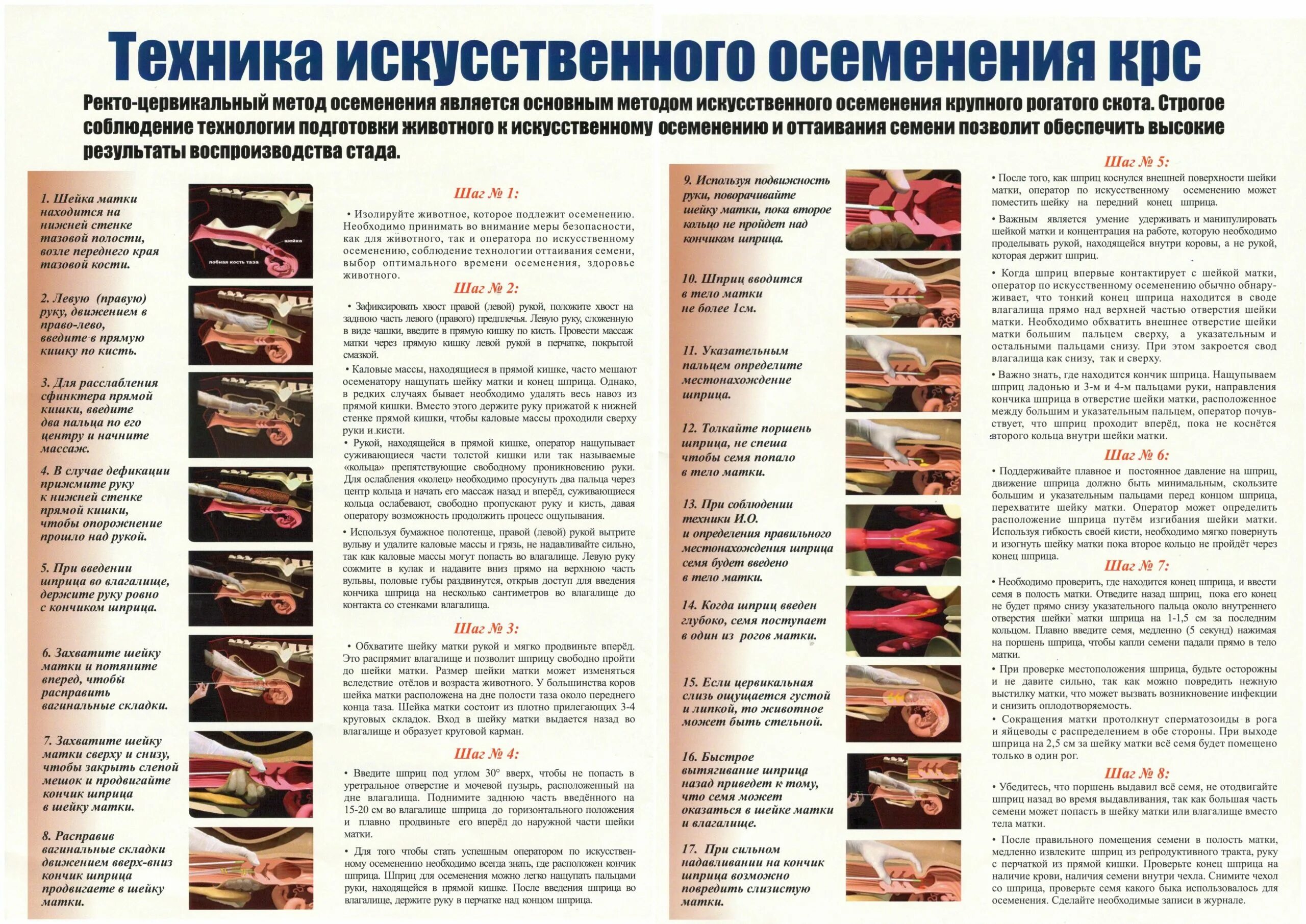 Сколько стельность у коровы